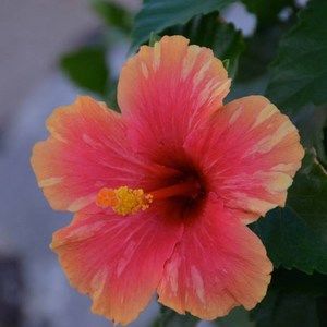 Meet your Posher, Haz